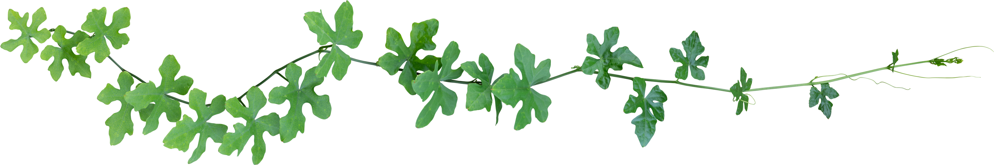 Vine Plant, Green Leaves Transparent
